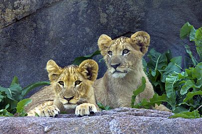 Lion cubs, Seneca Park Zoo, Rochester, NY