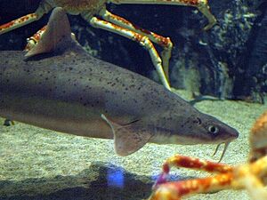 Mandarin dogfish2