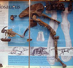 Megalosaurus display.JPG