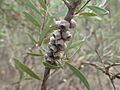 Melaleuca megalongensis fruit