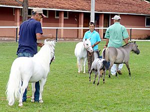 Miniature horse Facts for Kids
