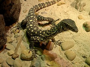 Monitor lizard in sydney 1