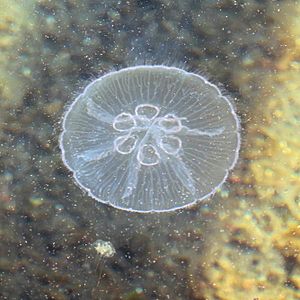 Moon jellyfish with six gonads