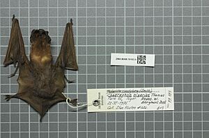 Naturalis Biodiversity Center - ZMA.MAM.19183.b dor - Chaerephon nigeriae - skin.jpeg