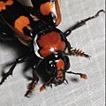 Nicrophorus americanus, American Burying Beetle (male) — taking flight, frontal view
