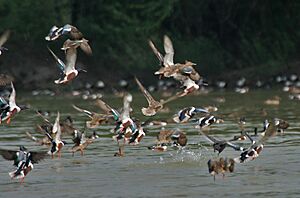 Northern Shovelers (Anas clypeata) taking off at Sultanpur I Picture 1070