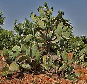 Opuntia ficus-indica (Indian Fig) at Secunderabad, AP W IMG 6674
