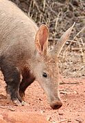 Orycteropus afer 175359476