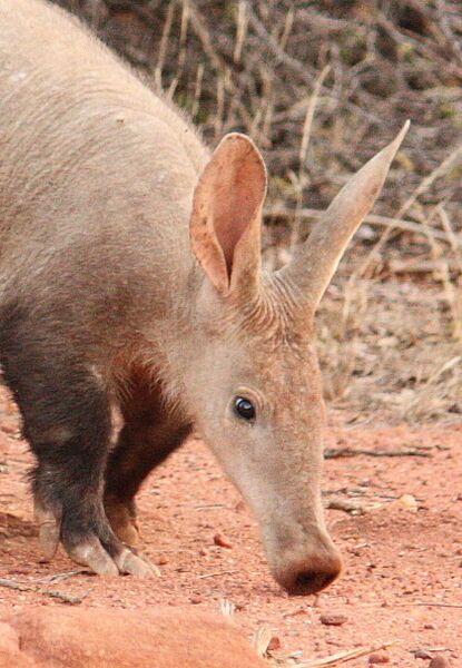Orycteropus afer 175359476