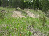 Outer Bluegrass dolomite barren (Lewis co)