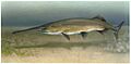 Paddlefish Polyodon spathula