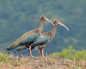 Pair of Red-naped ibis (Pseudibis papillosa).jpg