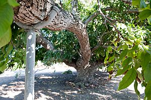 Paradox Hybrid Walnut Tree, Whittier-5