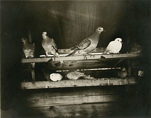Passenger pigeon aviary