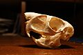 Pedetes-capensis-skull