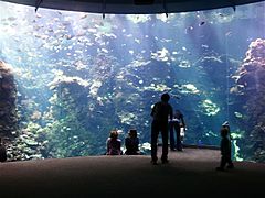 Philippine Coral Reef at the California Academy of Sciences