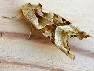 Phlogophora meticulosa01