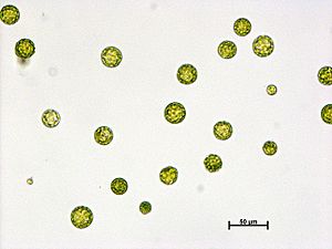 Physcomitrella protoplasts