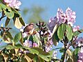 Pink browed Rosefinch (Male)- Himachal- I IMG 3785