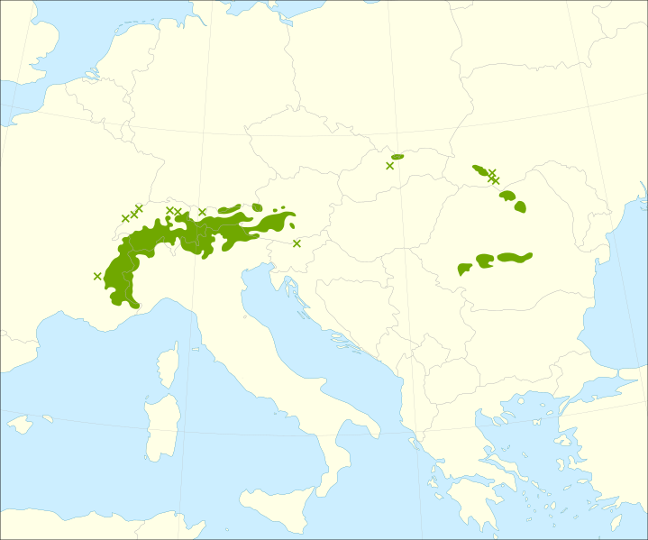 Pinus cembra range