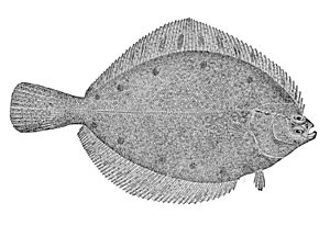 Pleuronectes quadrituberculatus.jpg