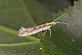 Plutella.xylostella.7383
