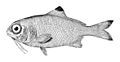 Polymixia nobilis