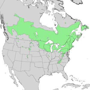 Prunus pensylvanica range map 1.png