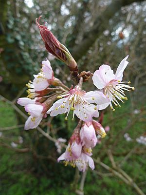 Prunus pseudocerasus var. cantabrigiensis (Rosaceae) flower 1