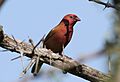Red-billed firefinch, Lagonosticta senegala, at Mapungubwe National Park, Limpopo, South Africa -- male (17803725203)