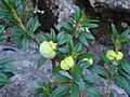 Rhododendron ferrugineum b