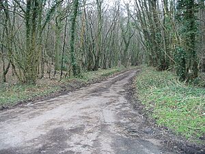 Road through Fryarne Park Wood - geograph.org.uk - 330884