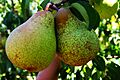 Rocha Pear