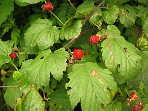 Rubus crataegifolius 02