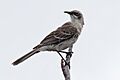 San Cristobal Mockingbird