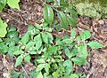 Sanicula smallii