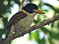 Scaly-breasted Kingfisher, female