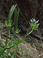 Scandix pecten-veneris flowers and fruits