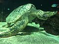 Schoona - Green sea turtle (Chelonia mydas) 5