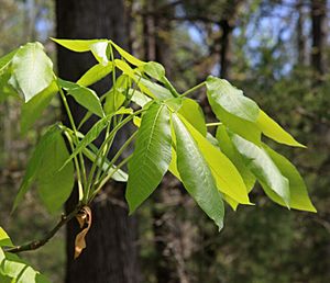 Shagbark hickory spring leaf cluster