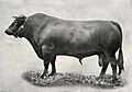South Devon bull EB1911