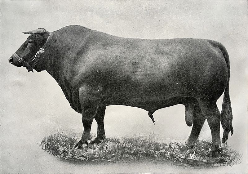 South Devon bull EB1911