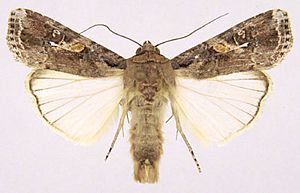 Spodoptera frugiperda.jpg
