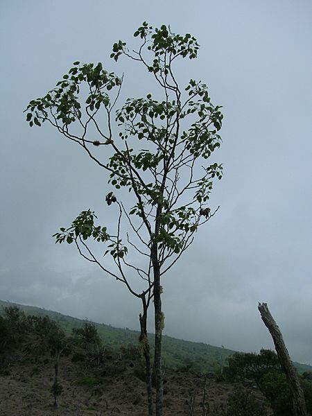 Starr 060325-6750 Zanthoxylum hawaiiense