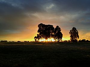 Sunset at the Royal Park, Melbourne