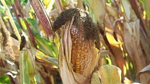 Symptoms corncobs destruction caused by Ostrinia nubilalis