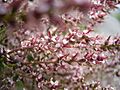 Tamarix gallica bloemen
