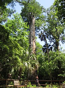 The Senator Tree Longwood Florida