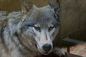 The Wolf, one of natures most beautiful creatures. (6915996487)