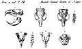 Thomomys bulbivorus Brandt, Johann Friedrich 1855